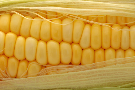 corn background