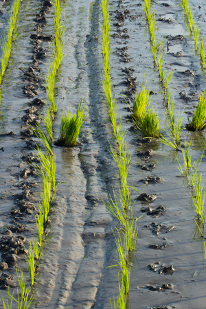Rice fieldsの写真素材