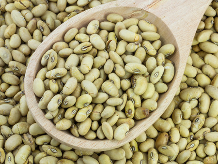soybean on wood spoonの写真素材