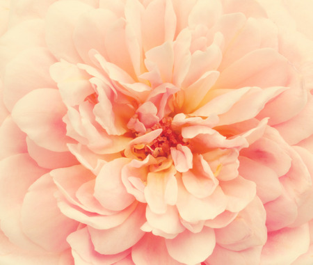 rose backgroundの写真素材