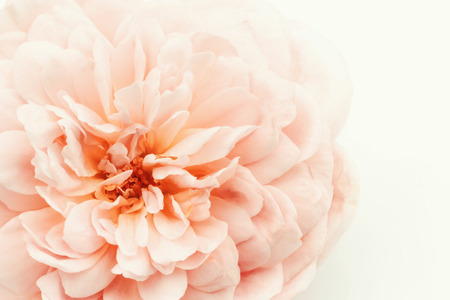 pink rose backgroundの写真素材
