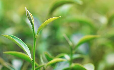 fresh green tea leaves in garden