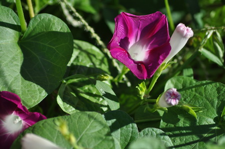 Morning Glory