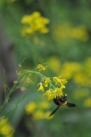 Canola flower