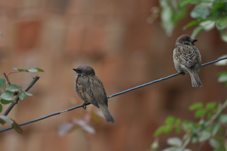 Sparrow on the string