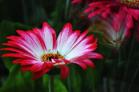 Sunflowerの写真素材