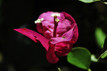 Bougainvillea