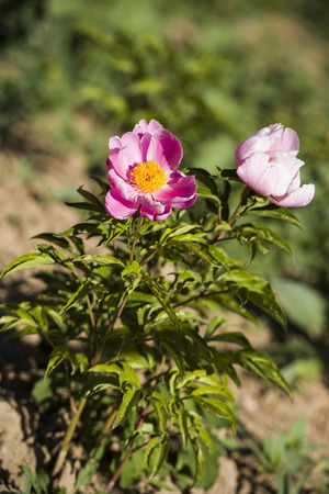 Peony flowerの写真素材