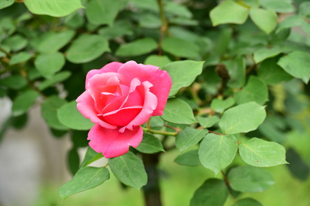 Chinese roseの写真素材