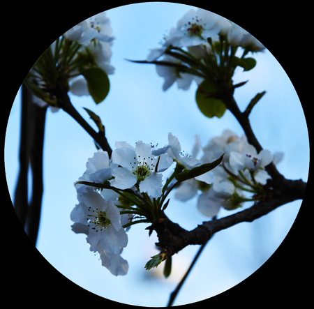 PEAR flowerの写真素材