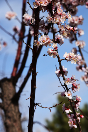 pear flowersの写真素材