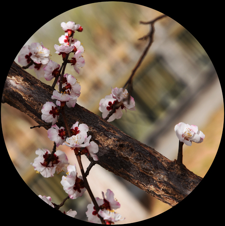 pear flowersの写真素材