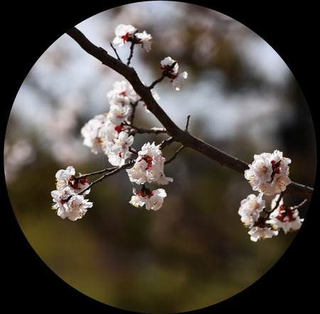 pear flowersの写真素材