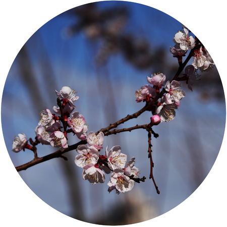 pear flowersの写真素材