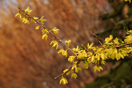 Winter Jasmineの写真素材