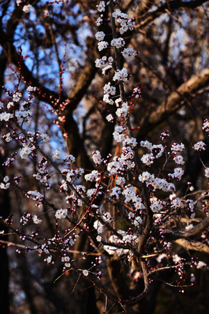 pear flowersの写真素材