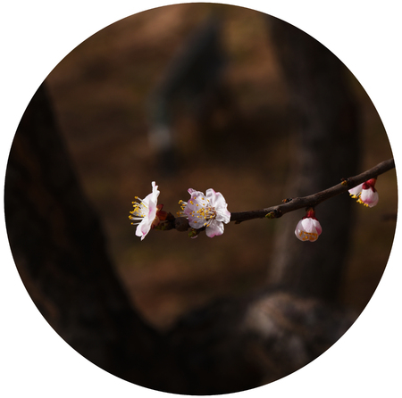 pear flowersの写真素材
