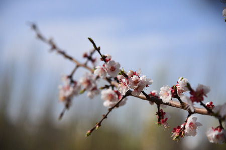 pear flowersの写真素材