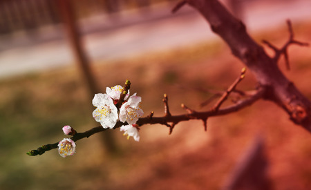 pear flowersの写真素材