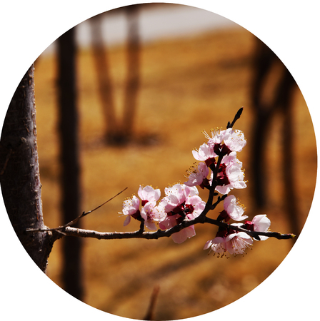 pear flowersの写真素材