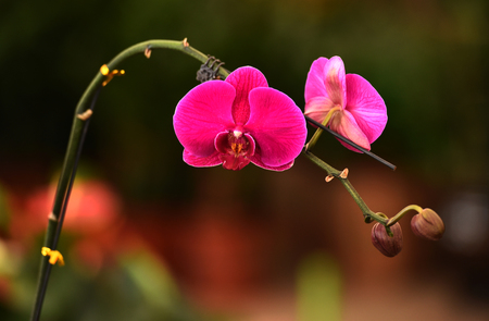 Phalaenopsisの写真素材