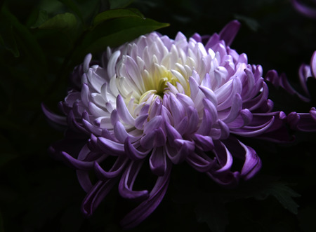 Chrysanthemumの写真素材