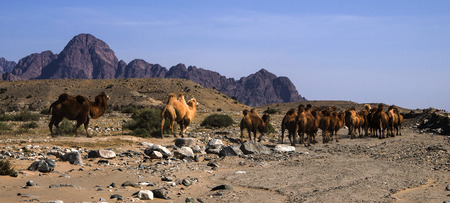 Camel