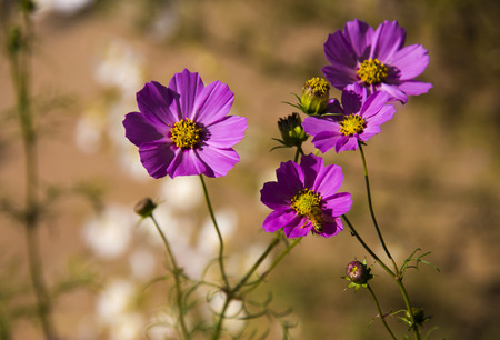 Close up to cosmos bipinnatusの写真素材