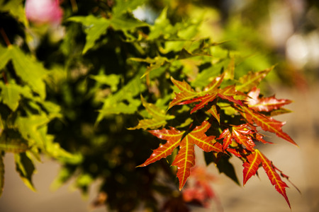 maple leavesの写真素材