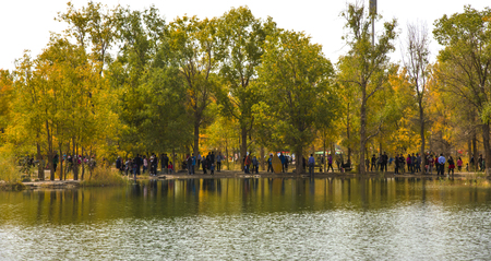 Populus euphratica forestのeditorial素材