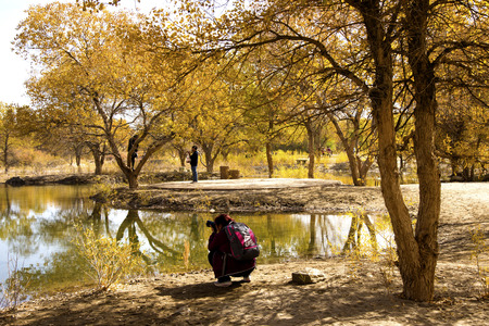 Populus euphratica forestのeditorial素材