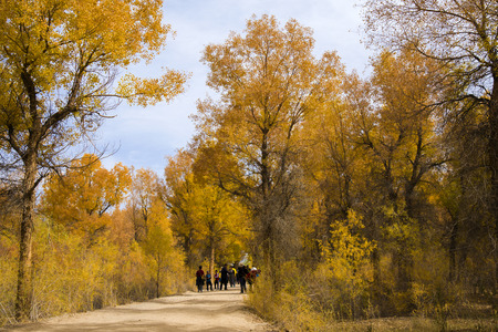 Populus euphratica forestのeditorial素材
