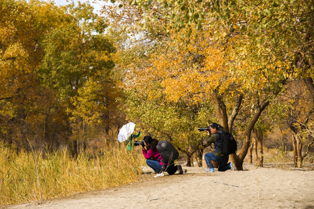 Populus euphratica forestのeditorial素材