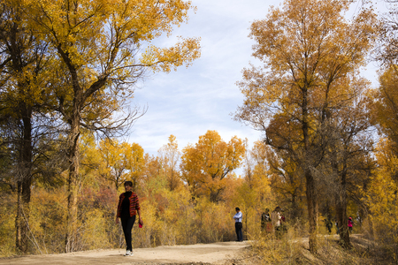 Populus euphratica forestのeditorial素材