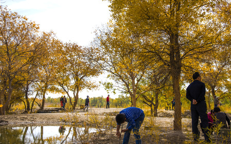 Populus euphratica forestのeditorial素材