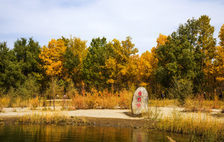 Populus euphratica forestのeditorial素材