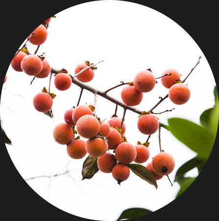 Persimmonの写真素材