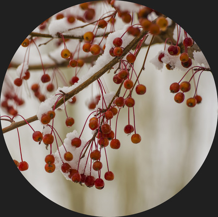 chinese hawthorn