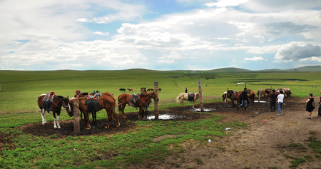 horse at Prairieの写真素材