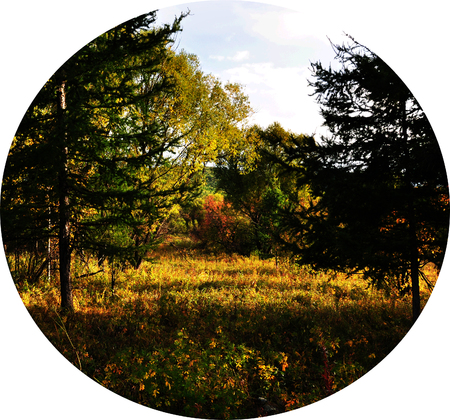 forestの写真素材