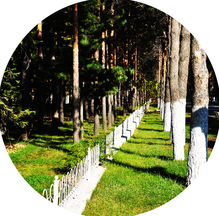 tree at parkの写真素材