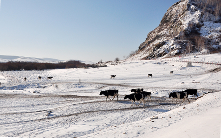 Hulun Buir winter natural sceneryの写真素材