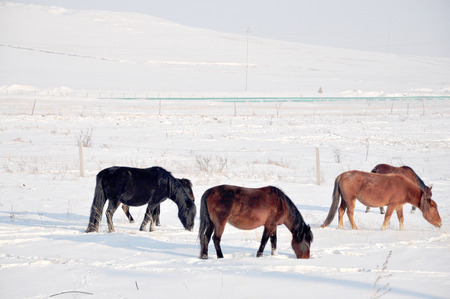 hulun buir winter sceneryの写真素材