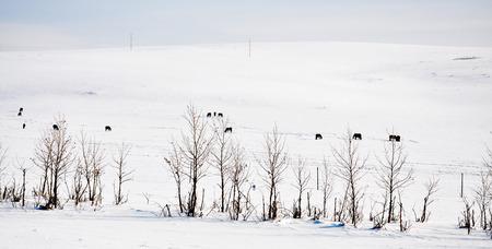 Nature landscape scenery view of a snowlandの写真素材