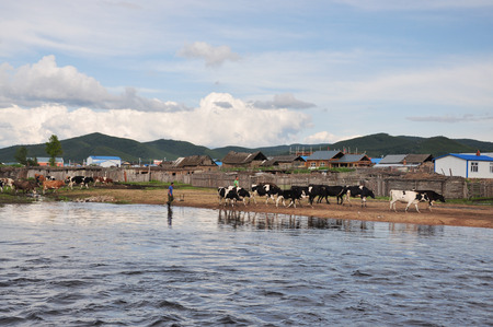 hulun buir cow and river sceneryのeditorial素材