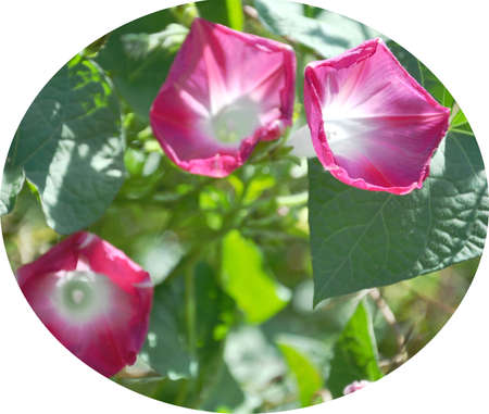 Morning glory
