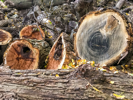 logging camps with lots of dead woods in a forest. - Image