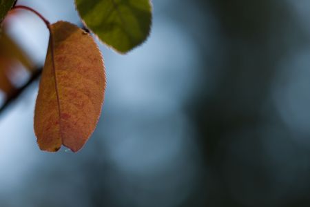 fall abstract