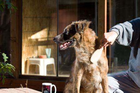 dog groomingの写真素材