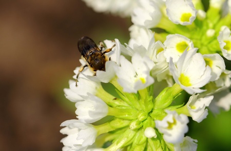 A bee collects nectar of spring flowersの写真素材